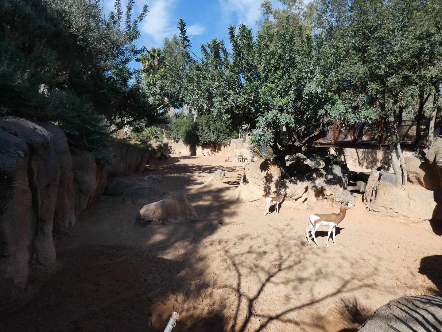 Mhorr Gazelle exhibit