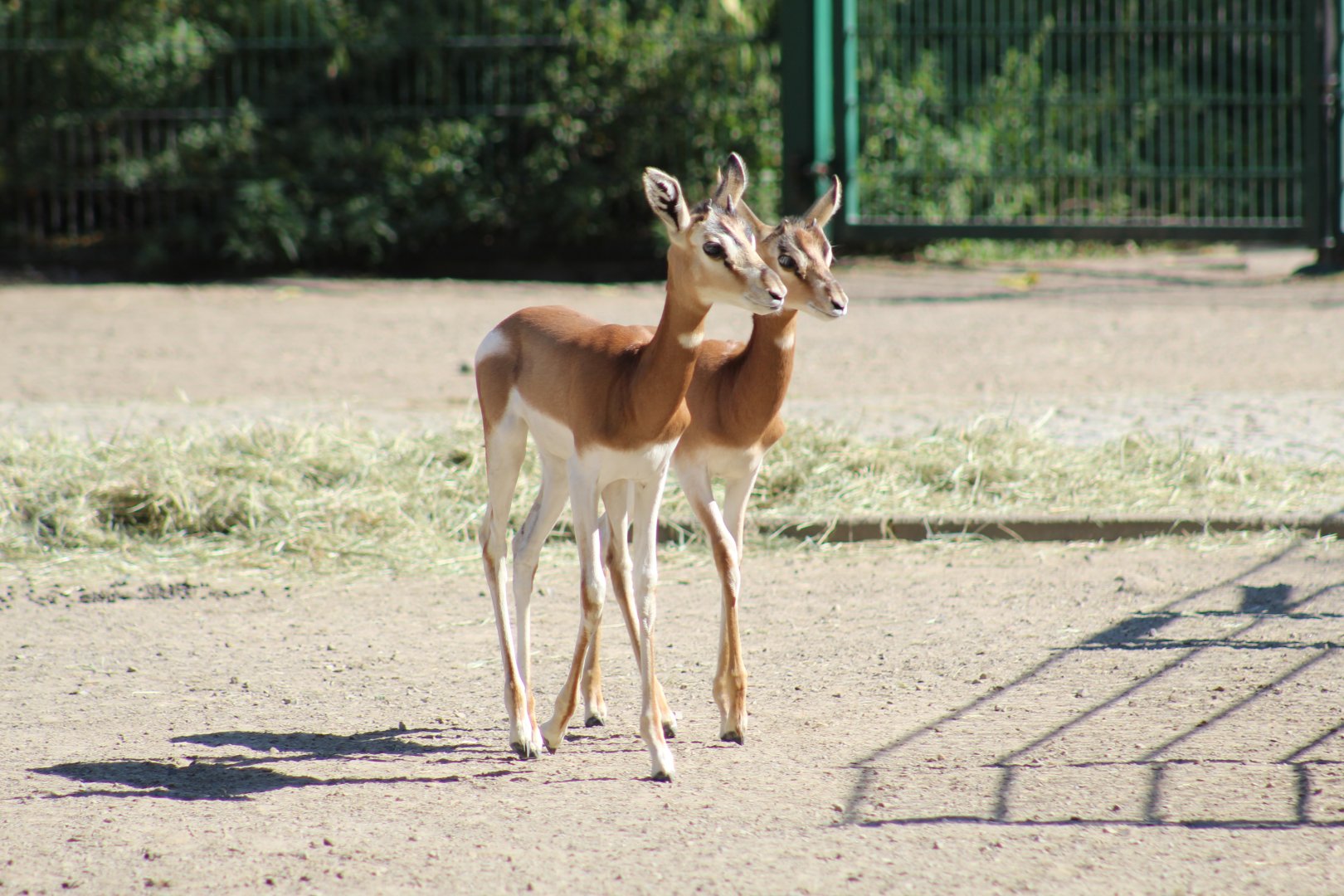 Mhorr Gazelle Fawns