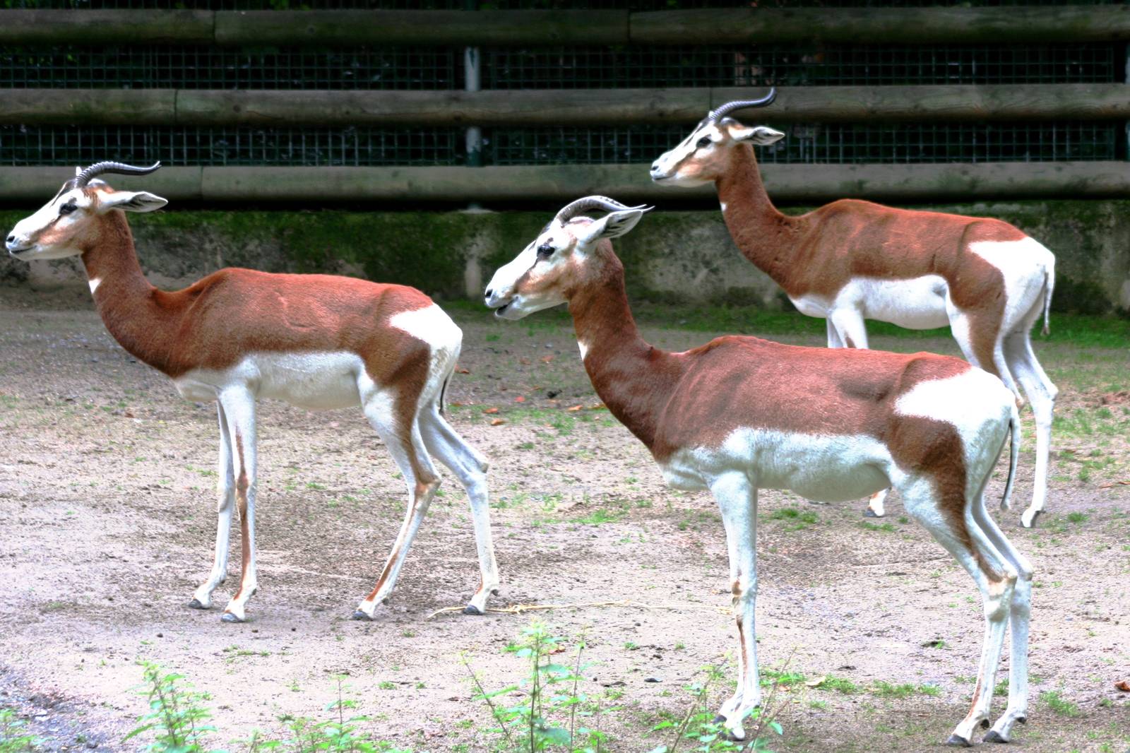 Mhorr gazelle; Frankfurt; 9th September 2010