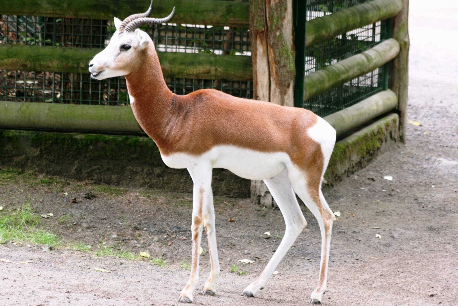 Mhorr gazelle; Frankfurt; 9th September 2010