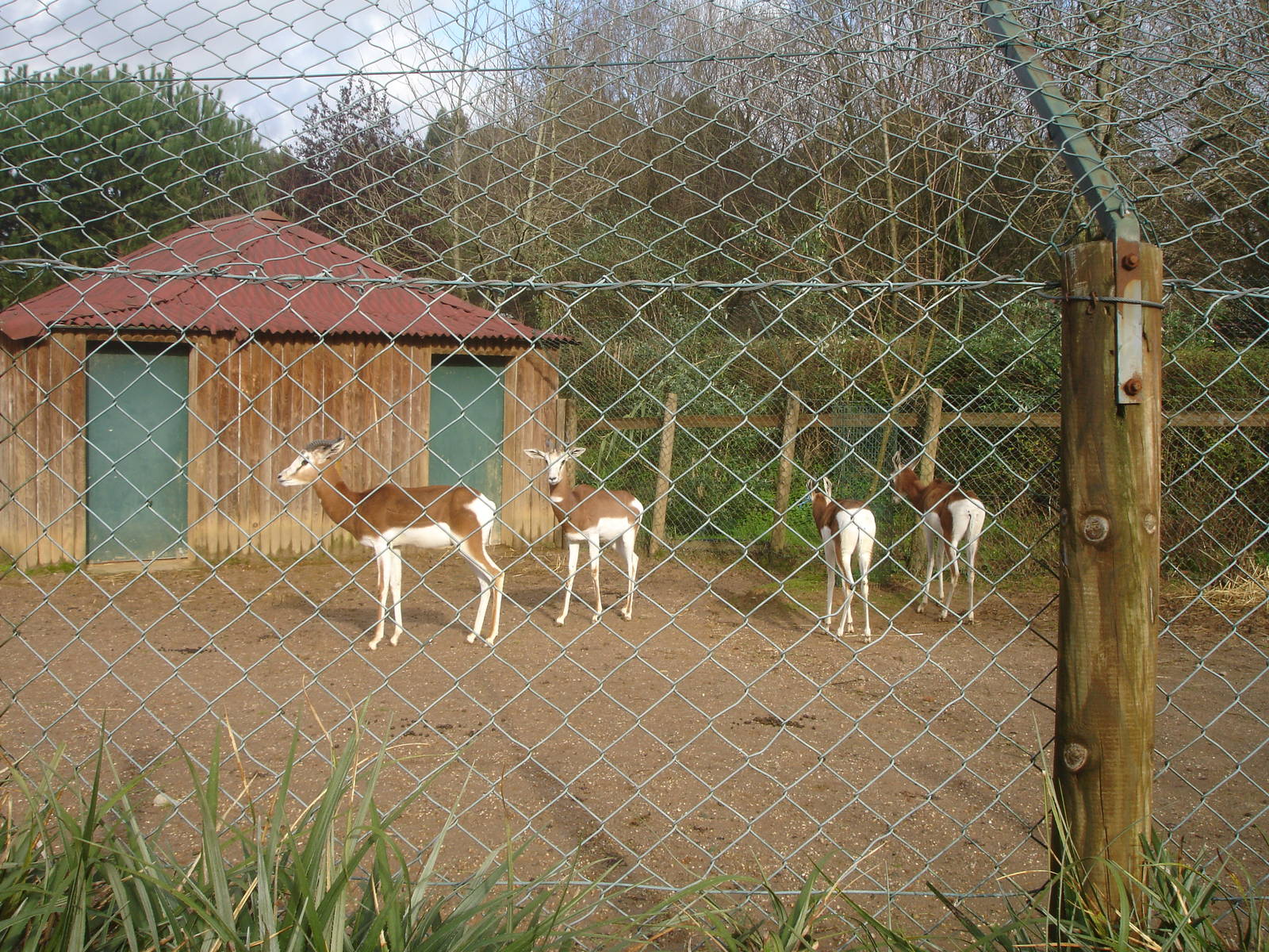 Mhorr Gazelle Group at Zoo Santo Inacio, 30/12/12