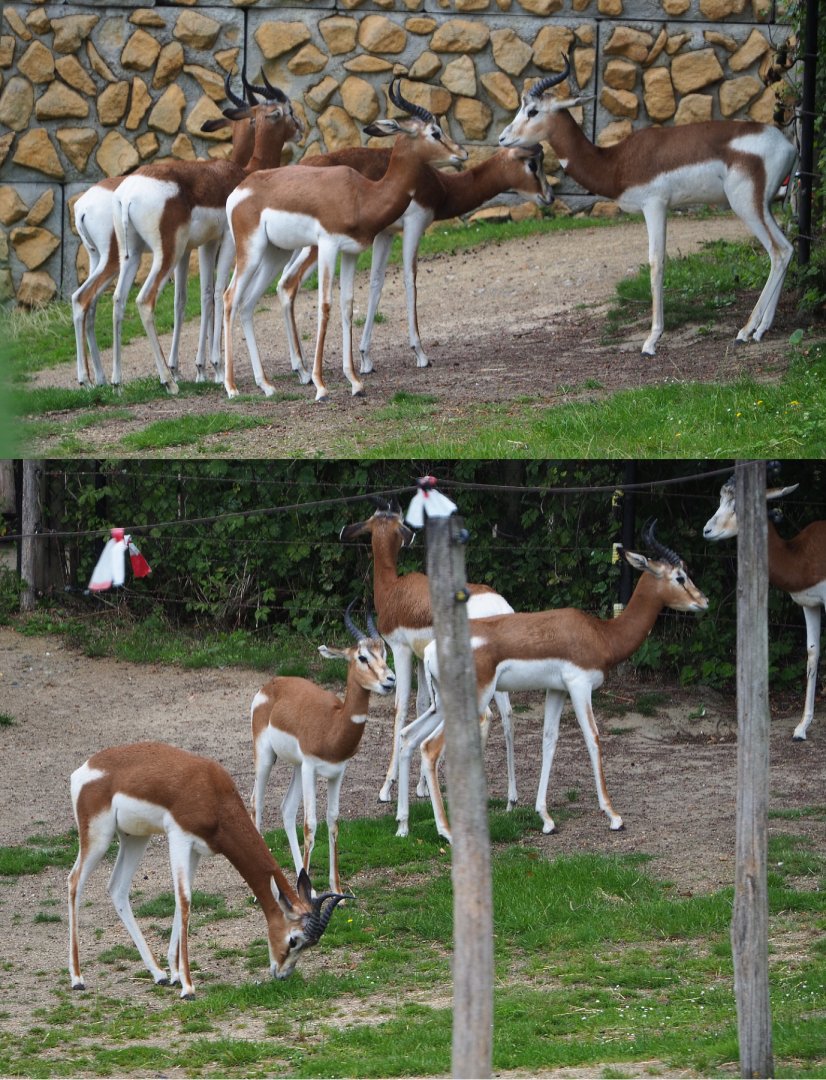 Mhorr gazelle herd (Nanger dama mhorr), 2020-07-14