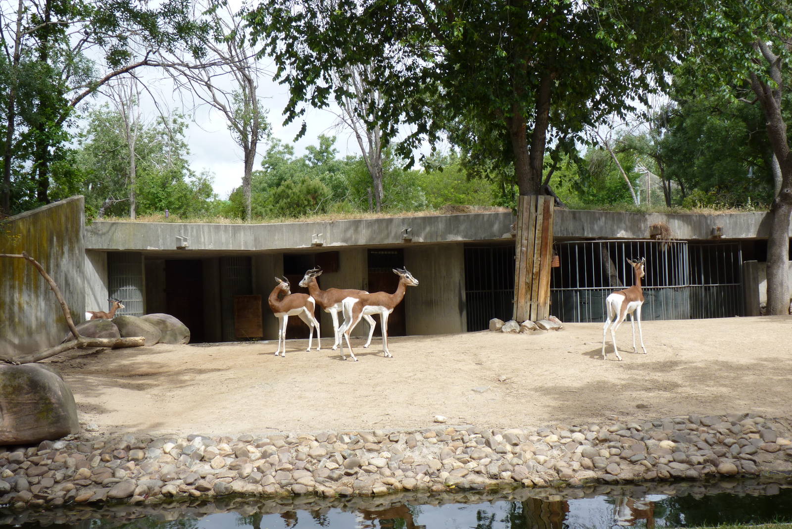 Mhorr Gazelle, June 2013