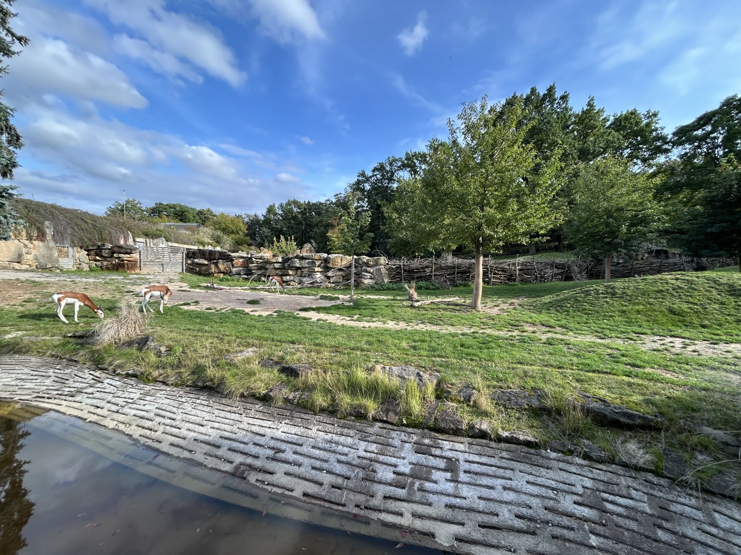 Mhorr Gazelle & Kirk’s Dik-dik Exhibit