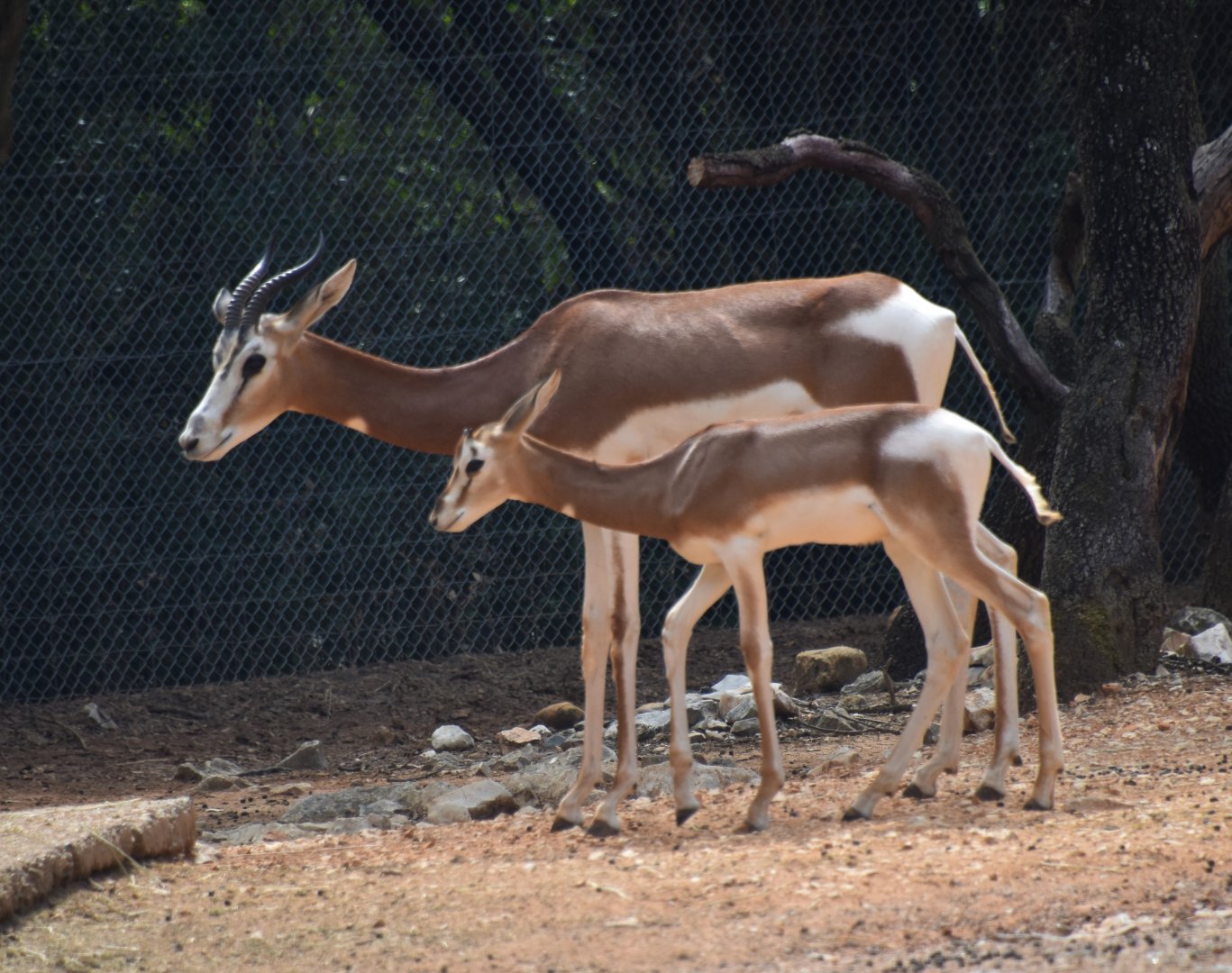 Mhorr gazelle mother and boy