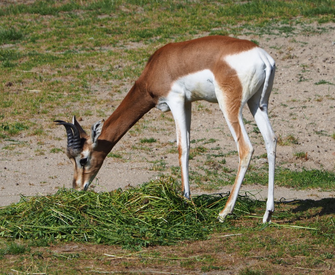 Mhorr gazelle (Nanger dama mhorr), 2020-06-12