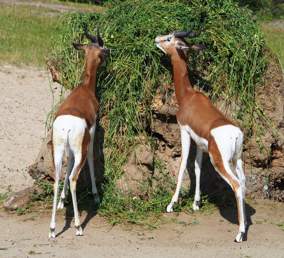 Mhorr gazelle (Nanger dama mhorr), 2020-06-12