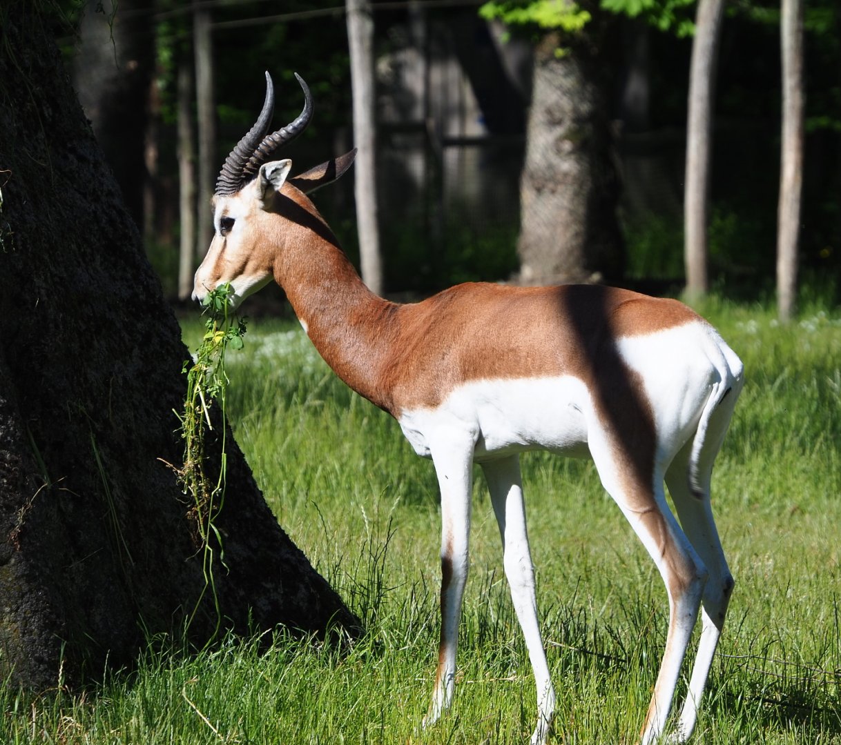 Mhorr gazelle (Nanger dama mhorr), 2021-06-01