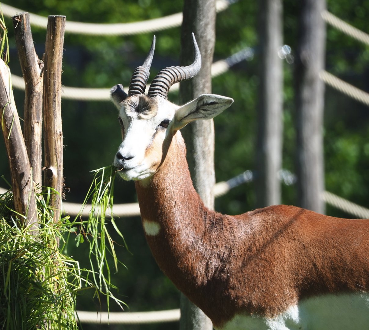 Mhorr gazelle (Nanger dama mhorr), 2021-06-01