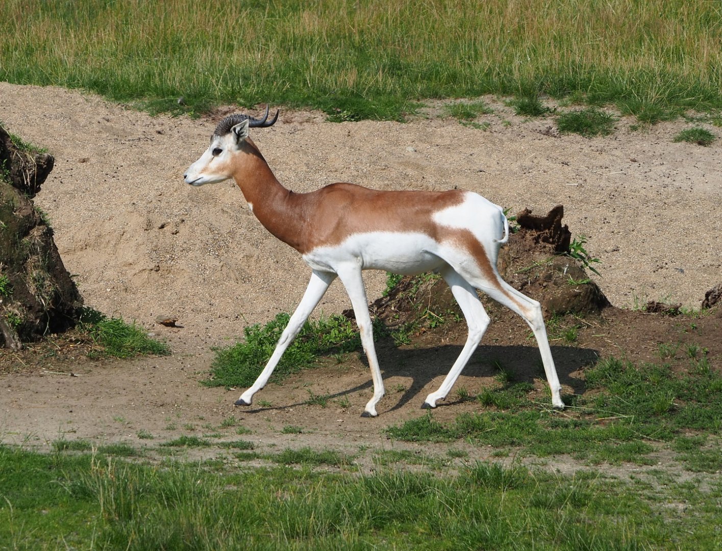 Mhorr gazelle (Nanger dama mhorr), 2021-07-20