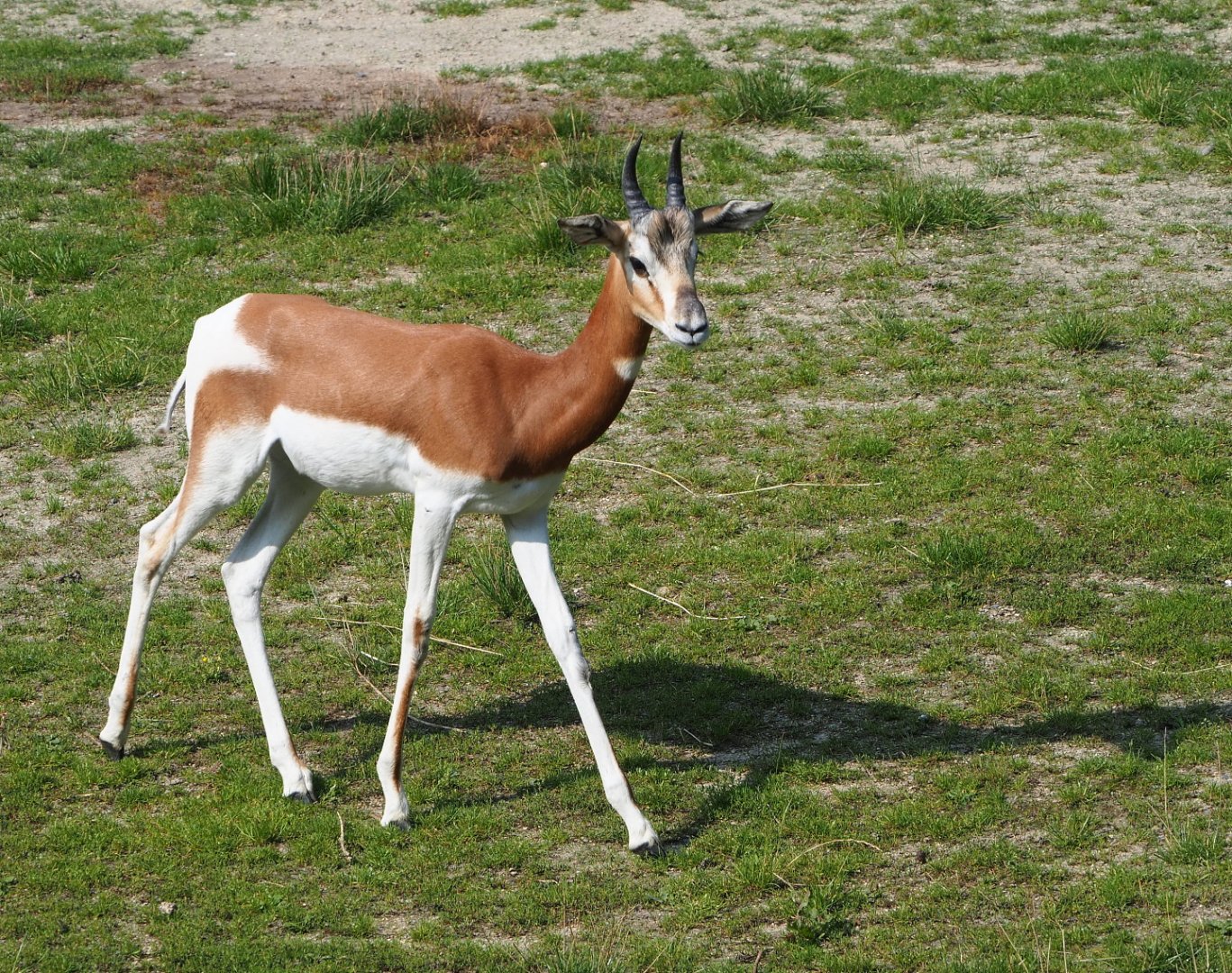 Mhorr gazelle (Nanger dama mhorr), 2021-07-20
