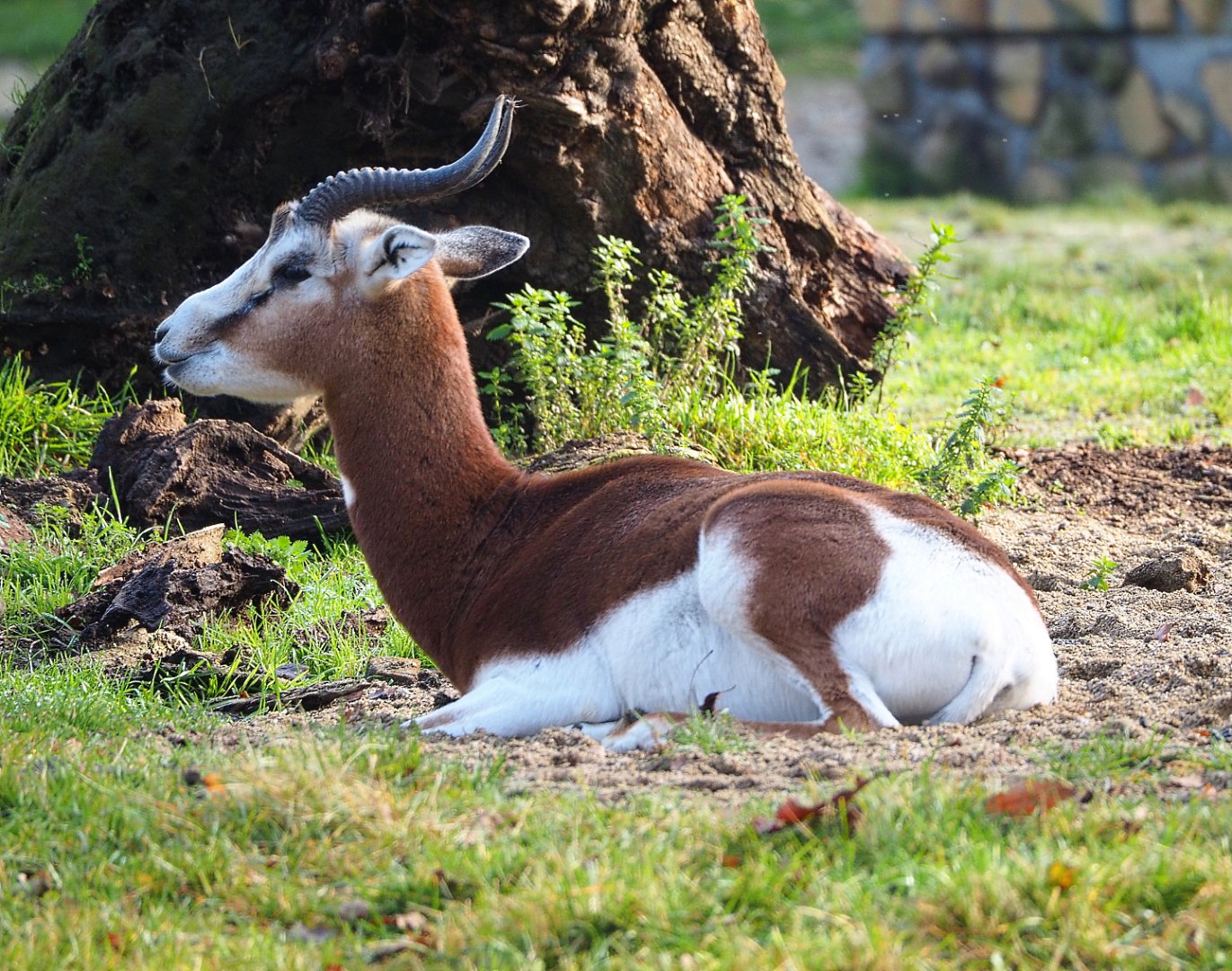 Mhorr gazelle (Nanger dama mhorr), 2021-11-23