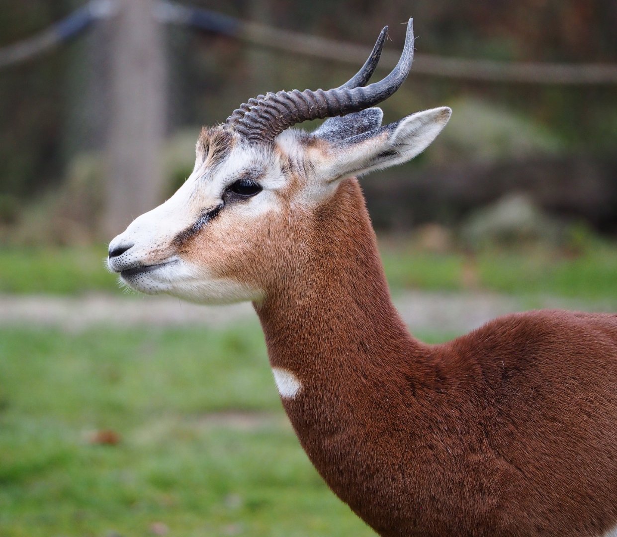 Mhorr gazelle (Nanger dama mhorr), 2021-12-07