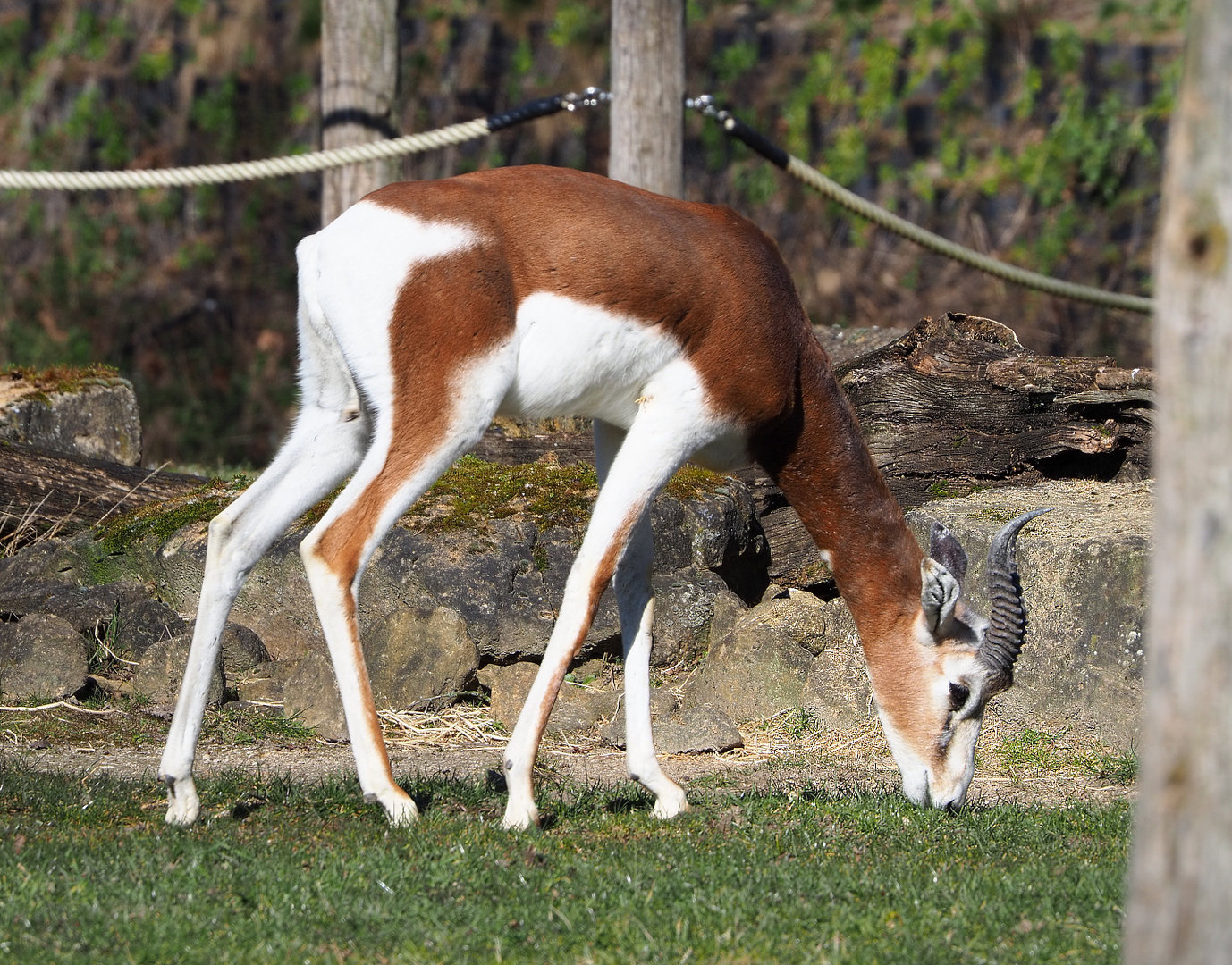 Mhorr gazelle (Nanger dama mhorr), 2022-03-08
