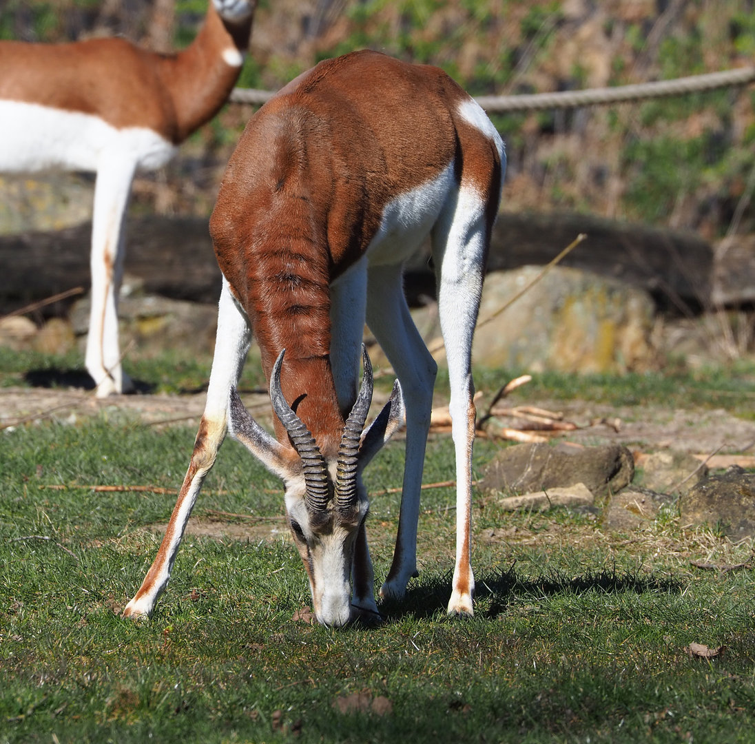 Mhorr gazelle (Nanger dama mhorr), 2022-03-08