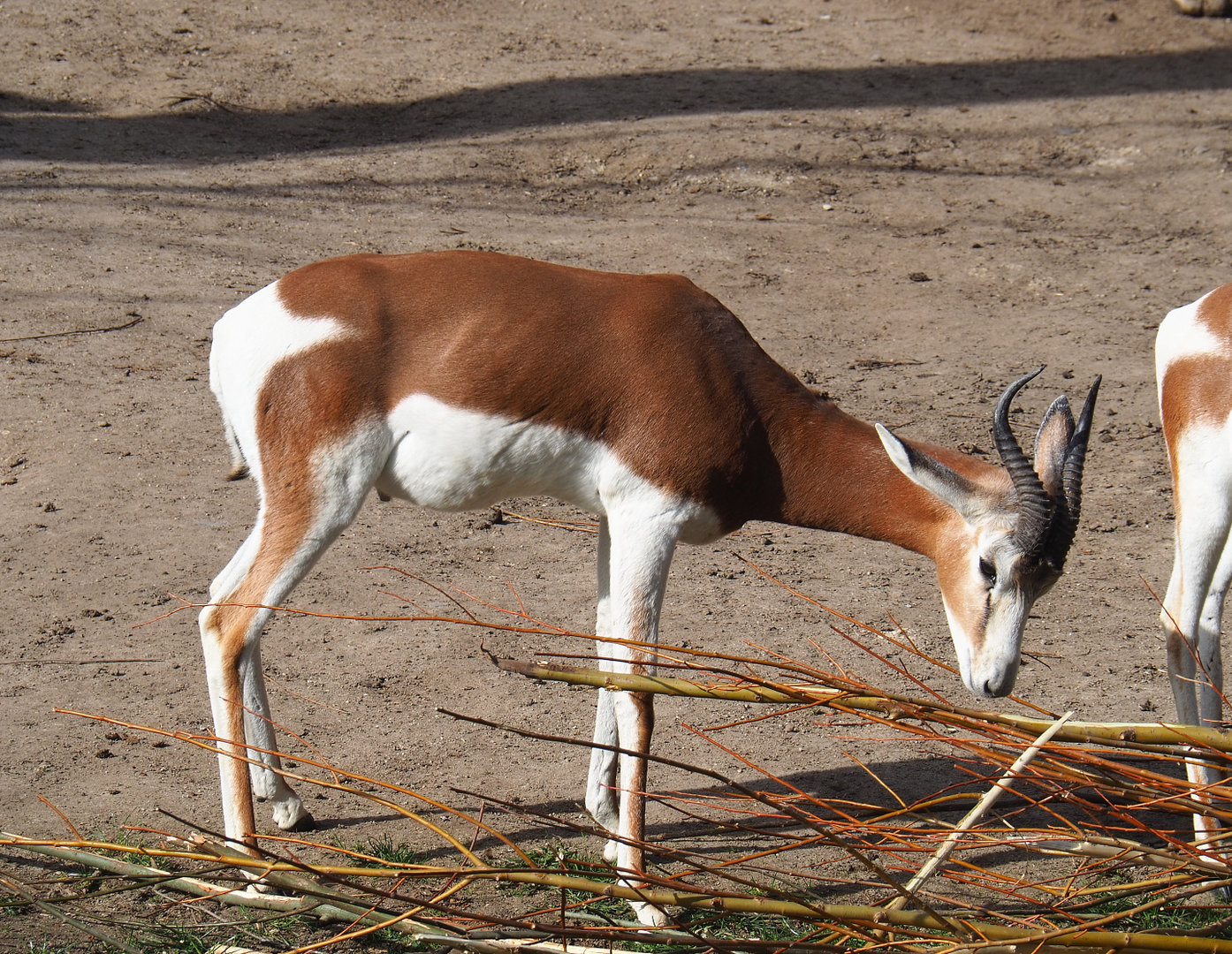 Mhorr gazelle (Nanger dama mhorr), 2022-04-12