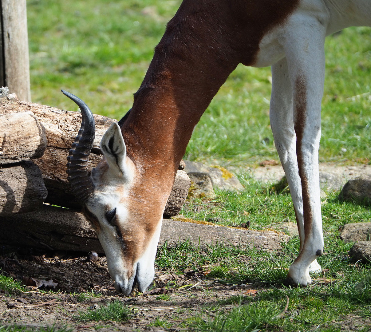 Mhorr gazelle (Nanger dama mhorr), 2022-04-12