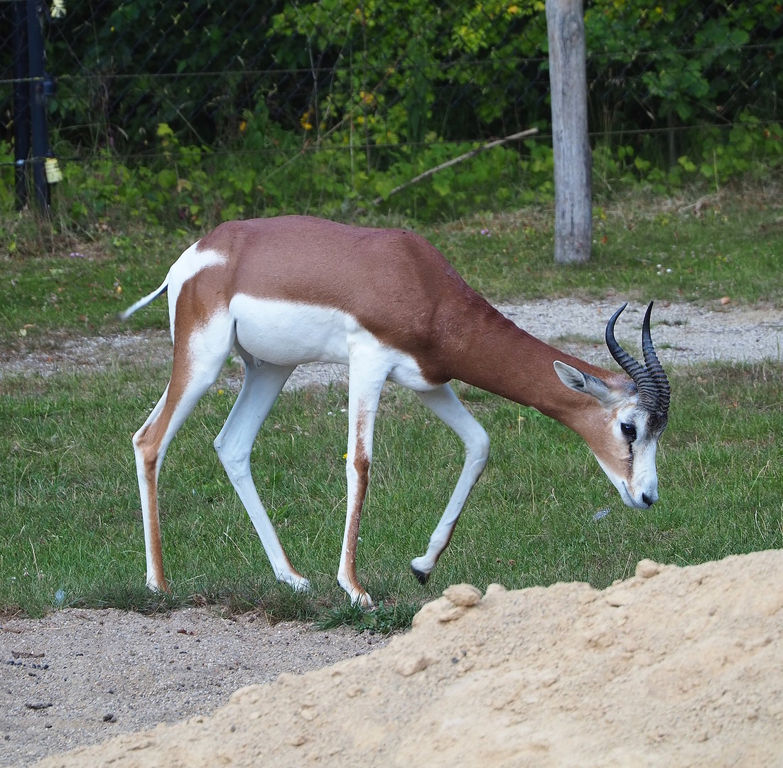 Mhorr gazelle (Nanger dama mhorr), 2022-07-16