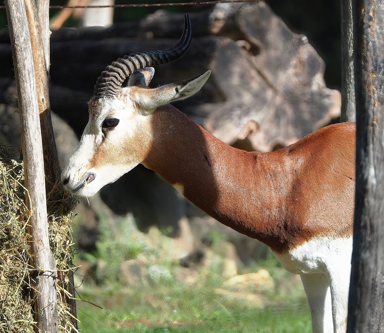Mhorr gazelle (Nanger dama mhorr), 2022-09-12