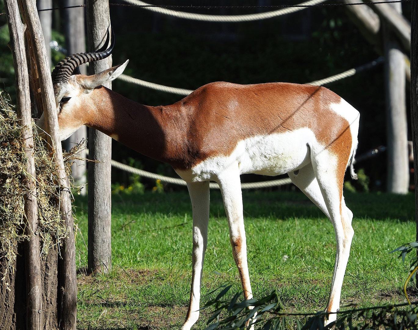 Mhorr gazelle (Nanger dama mhorr), 2022-09-12