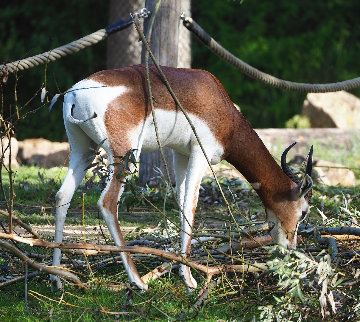 Mhorr gazelle (Nanger dama mhorr), 2022-09-12