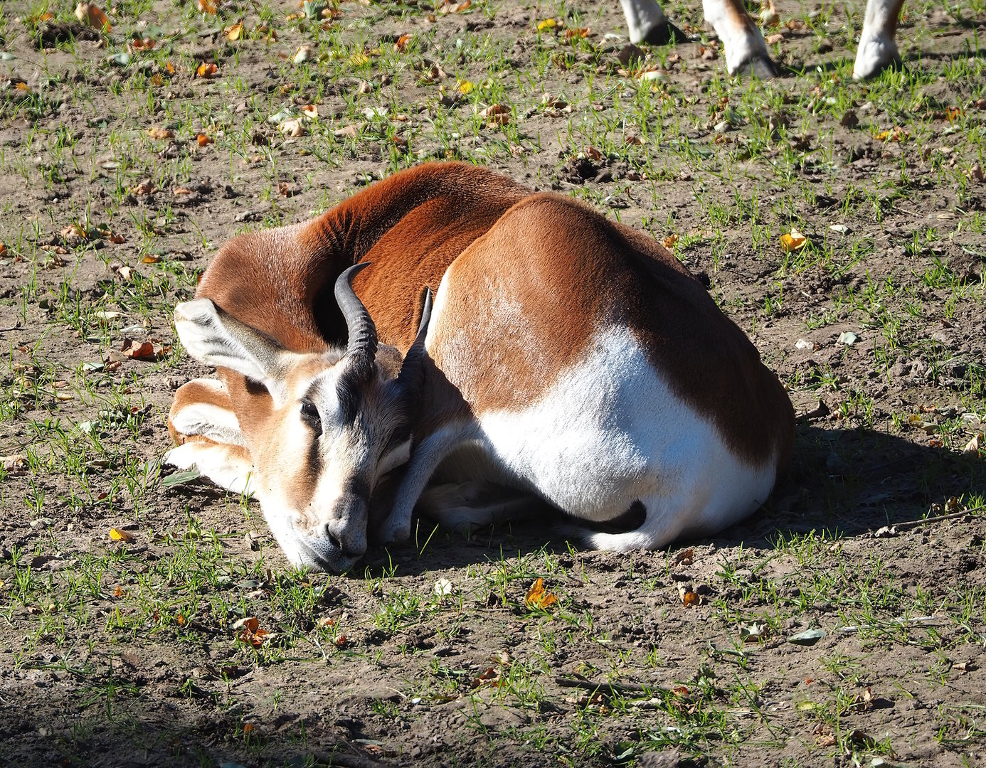 Mhorr gazelle (Nanger dama mhorr), 2022-10-09