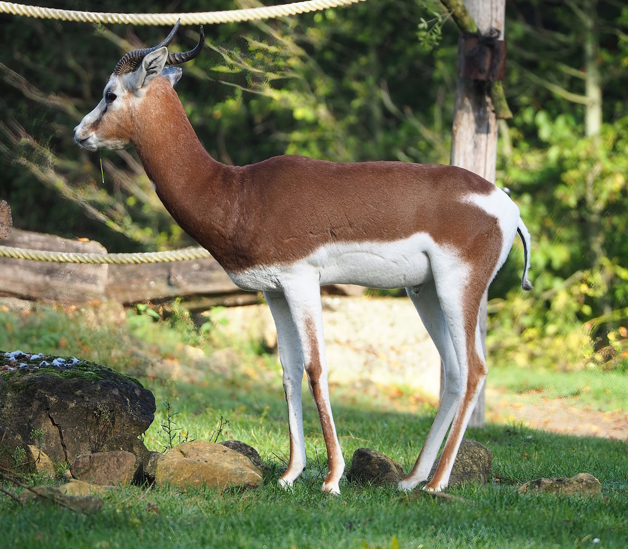Mhorr gazelle (Nanger dama mhorr), 2022-10-19