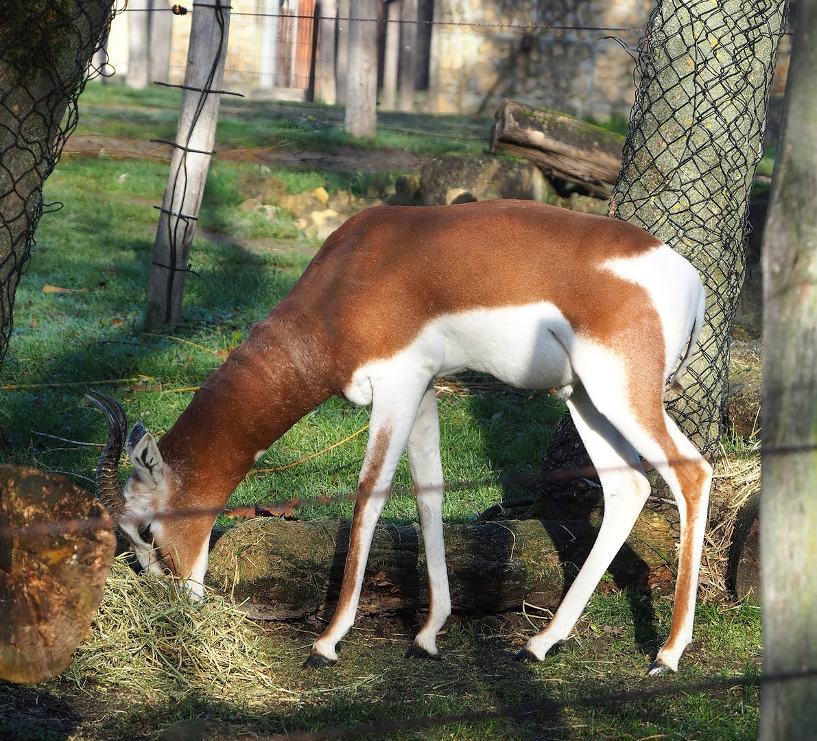 Mhorr gazelle (Nanger dama mhorr), 2022-11-12