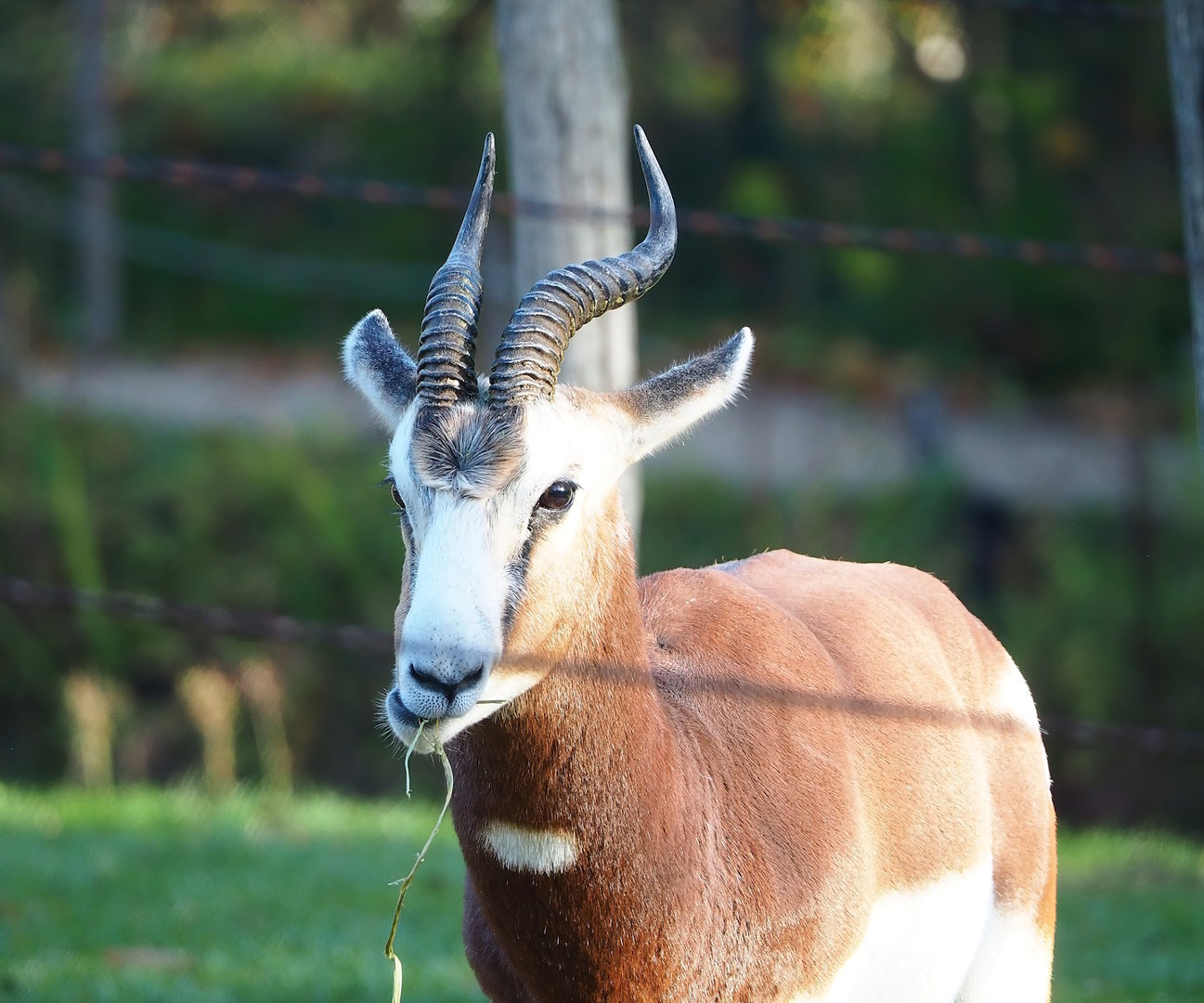 Mhorr gazelle (Nanger dama mhorr), 2022-11-12