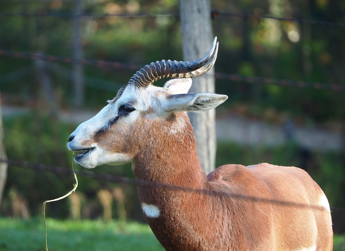 Mhorr gazelle (Nanger dama mhorr), 2022-11-12