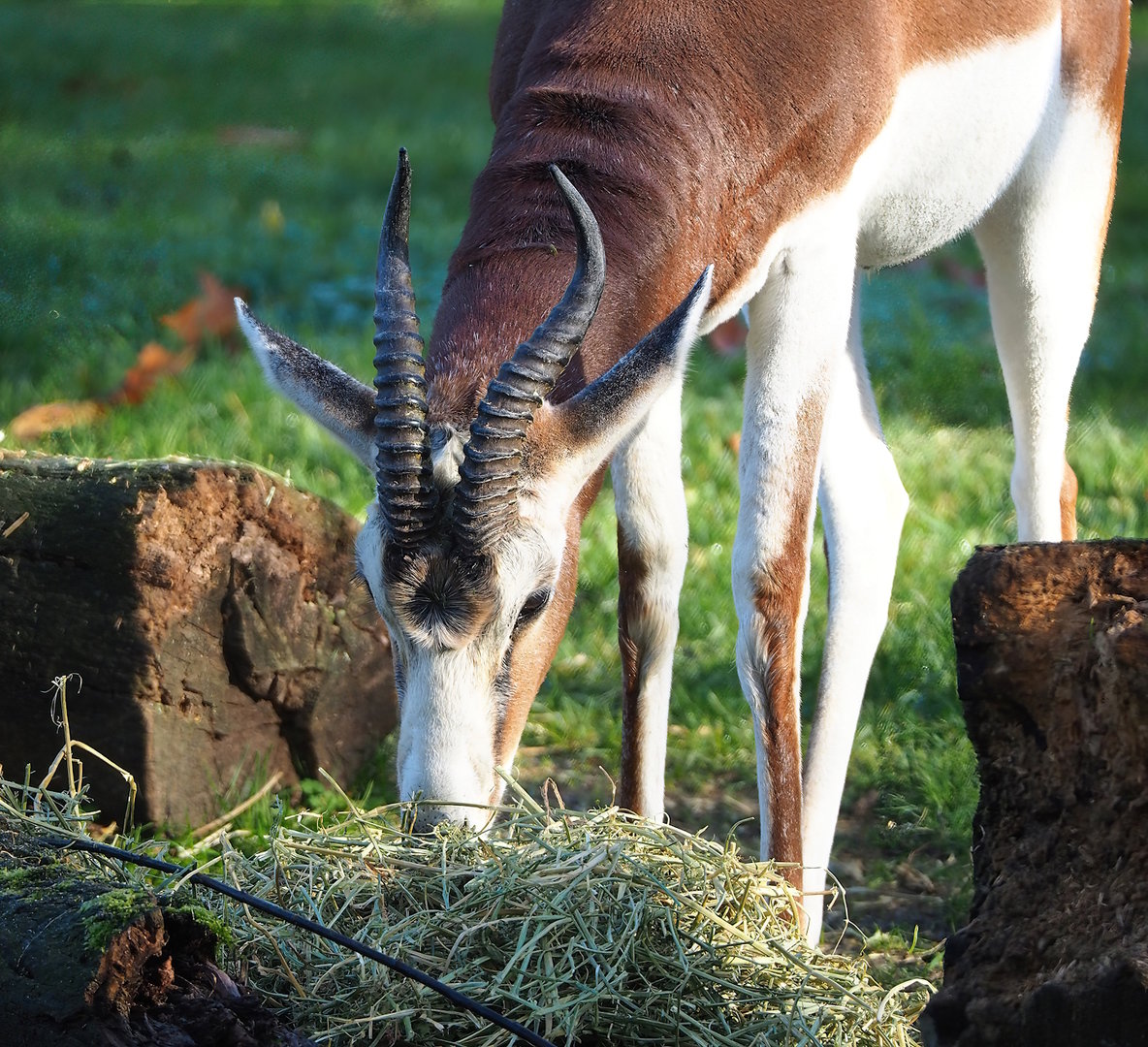 Mhorr gazelle (Nanger dama mhorr), 2022-11-12