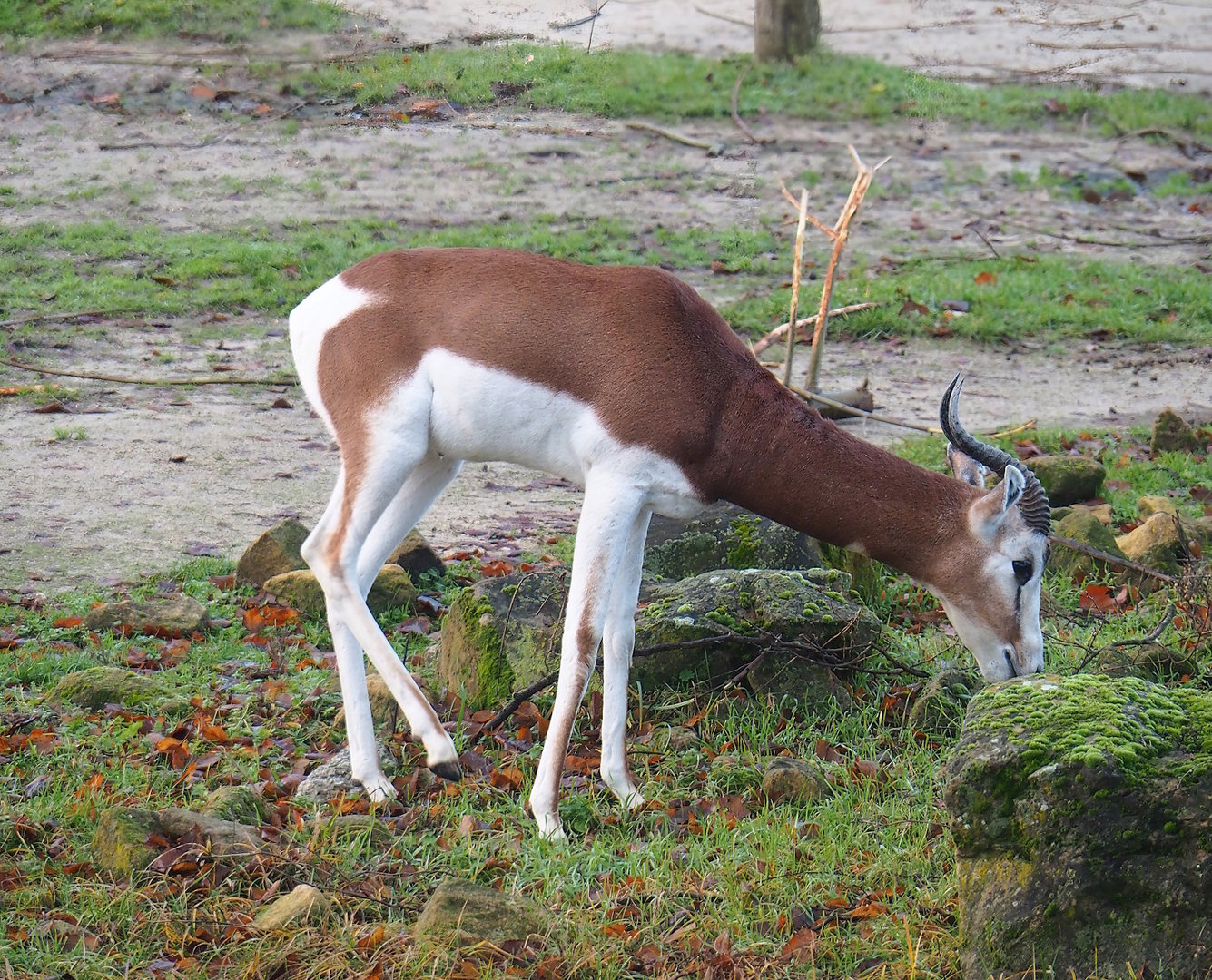 Mhorr gazelle (Nanger dama mhorr), 2022-12-27