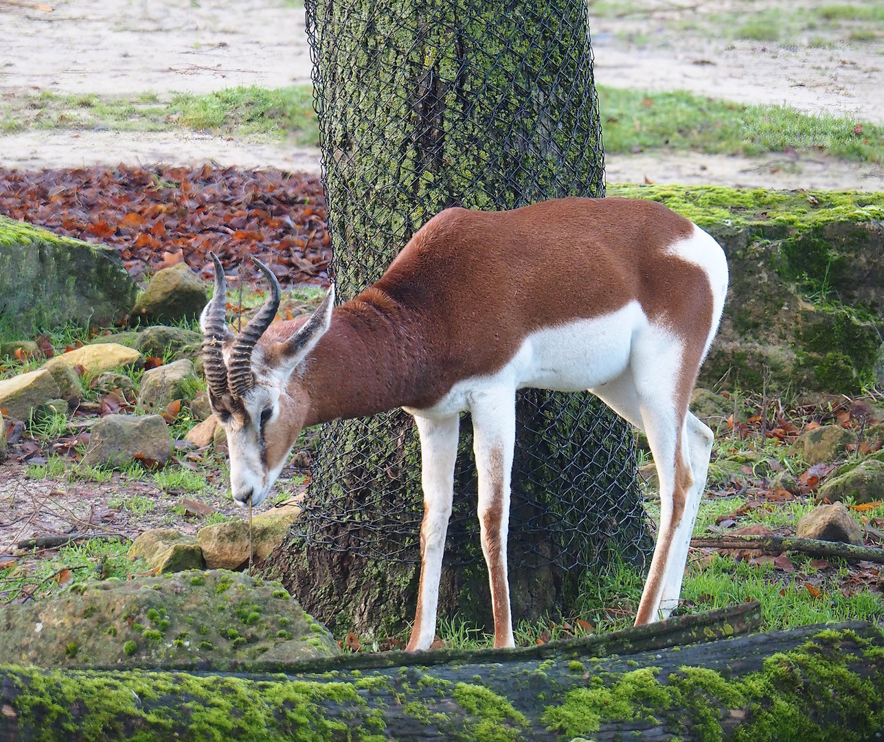 Mhorr gazelle (Nanger dama mhorr), 2022-12-27