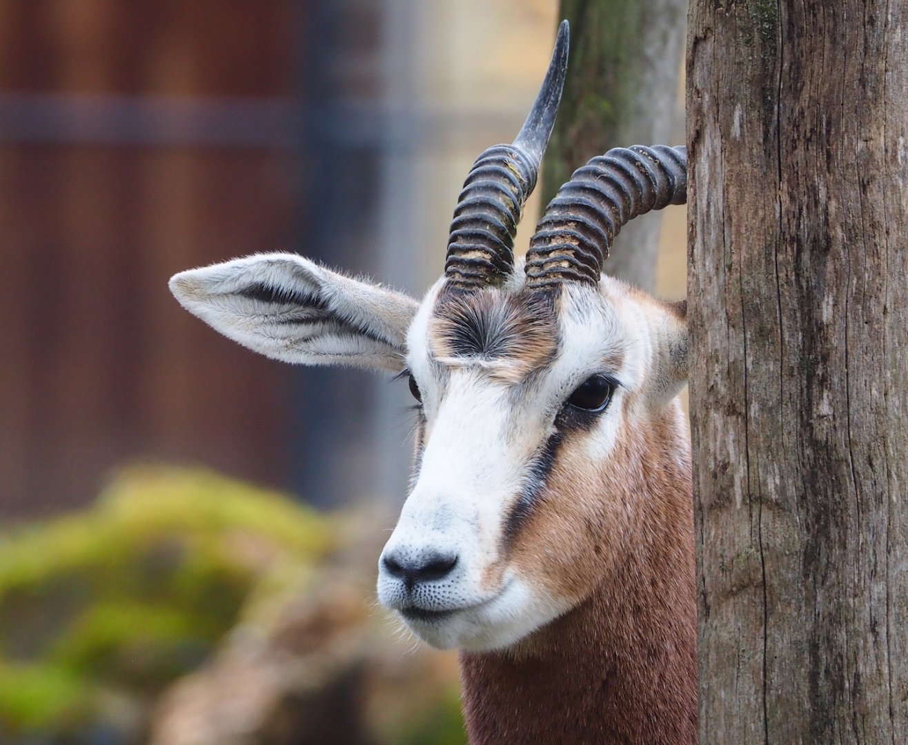 Mhorr gazelle (Nanger dama mhorr), 2023-02-19