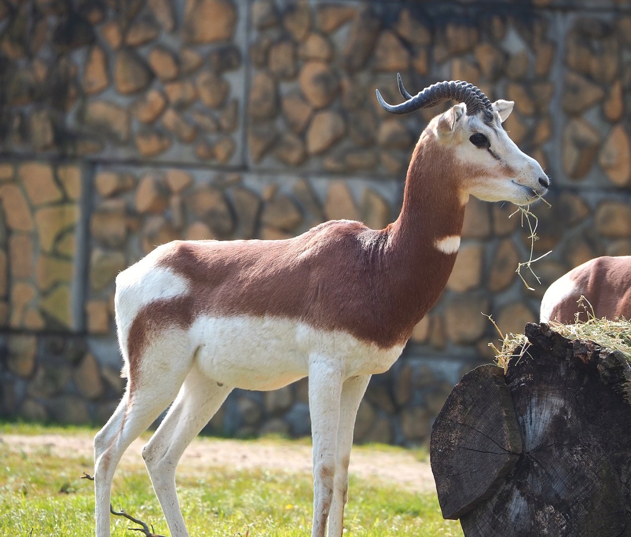 Mhorr gazelle (Nanger dama mhorr), 2023-04-18