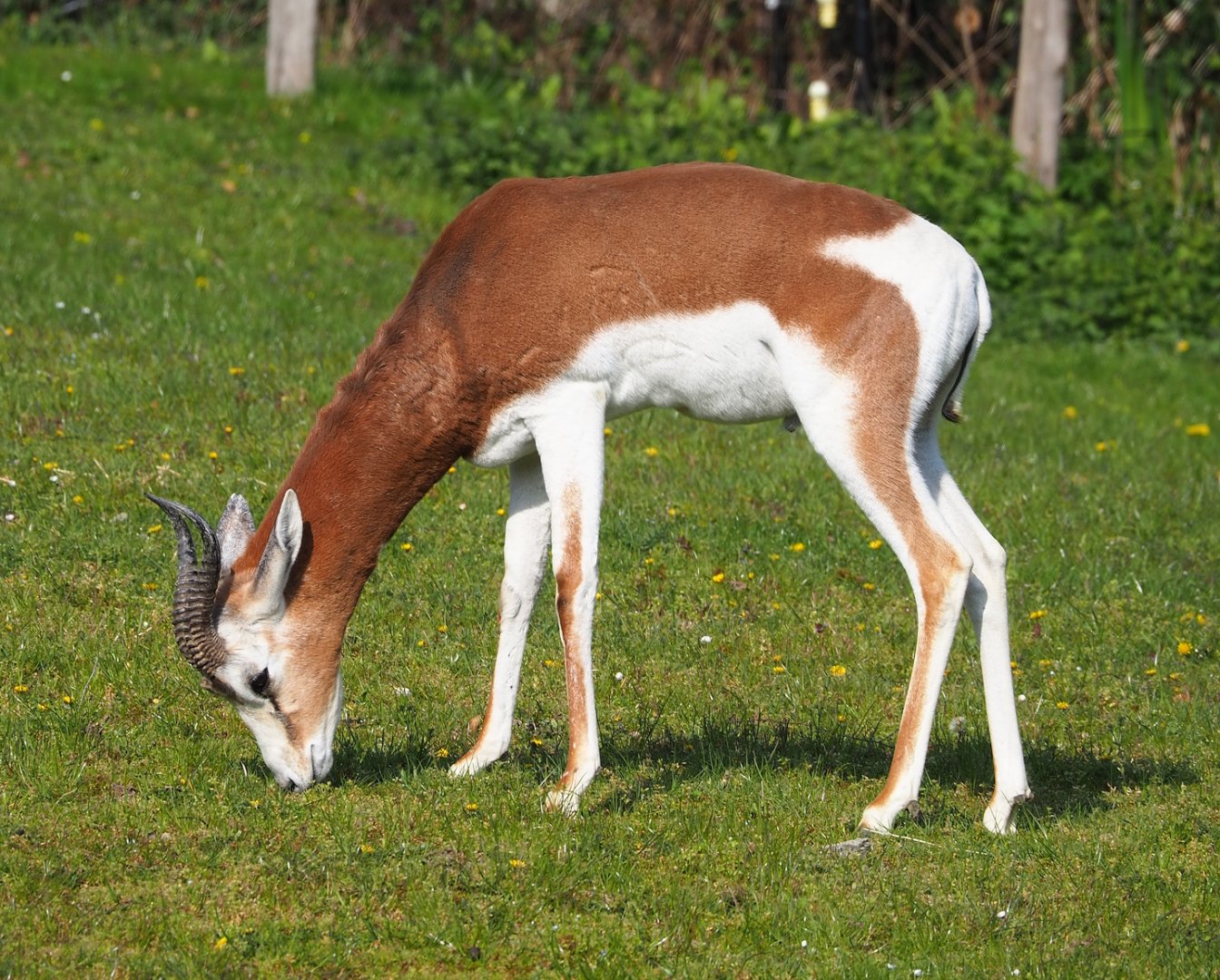 Mhorr gazelle (Nanger dama mhorr), 2023-04-18