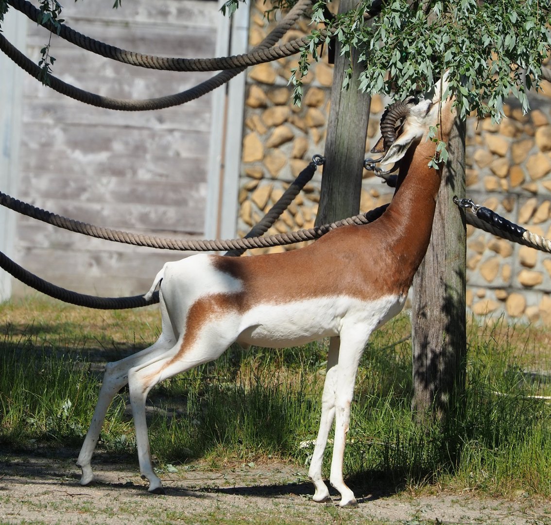Mhorr gazelle (Nanger dama mhorr), 2023-06-04