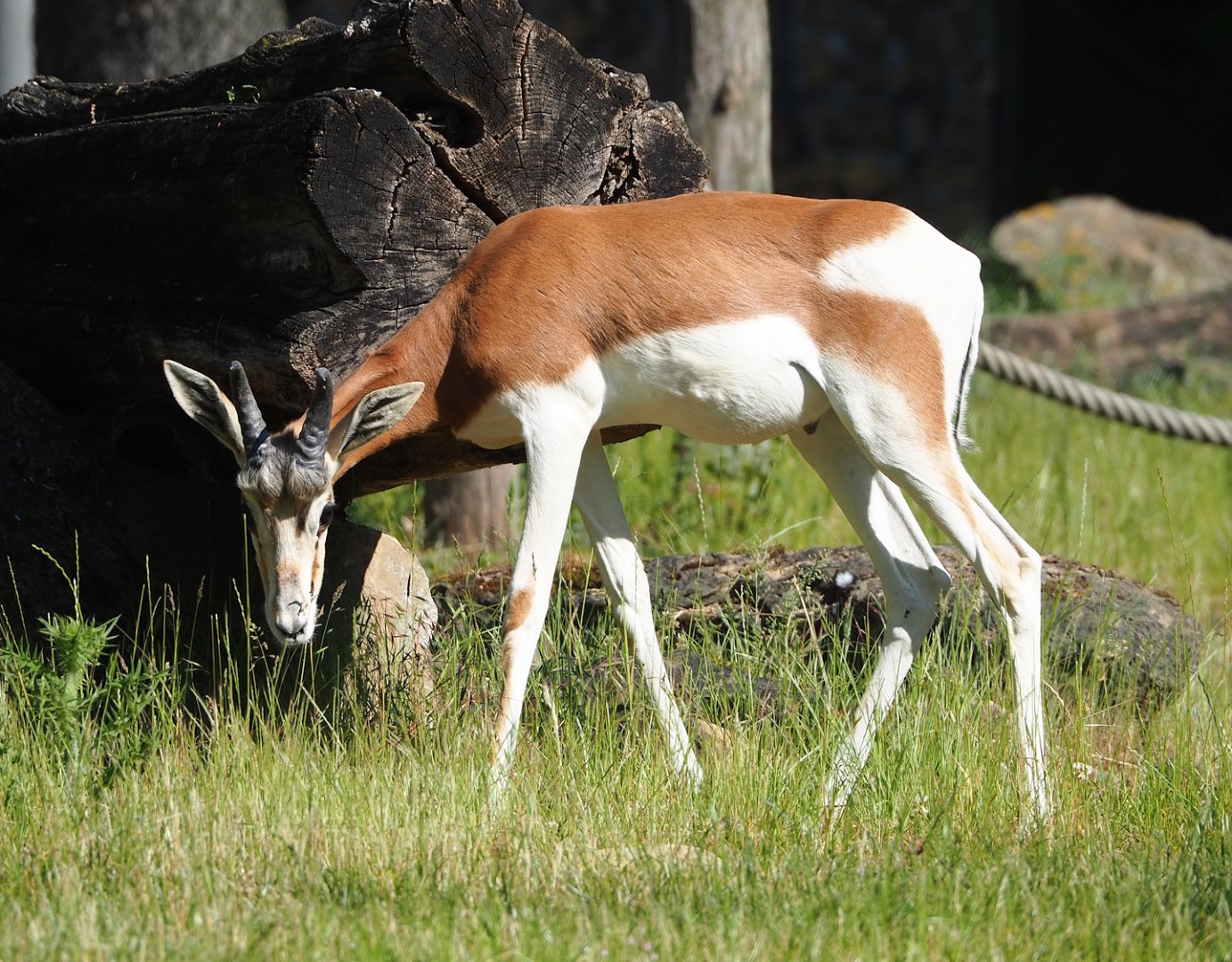 Mhorr gazelle (Nanger dama mhorr), 2023-06-04