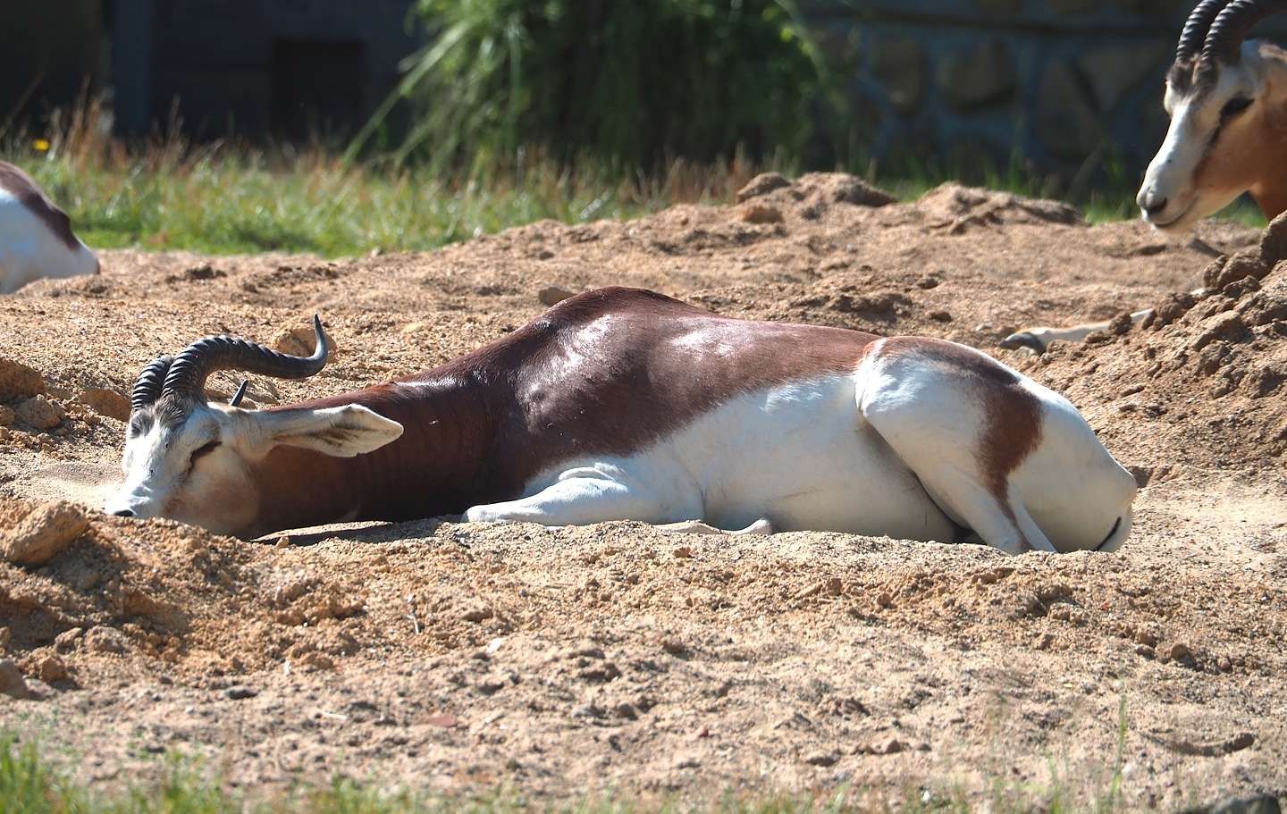 Mhorr gazelle (Nanger dama mhorr), 2023-07-08