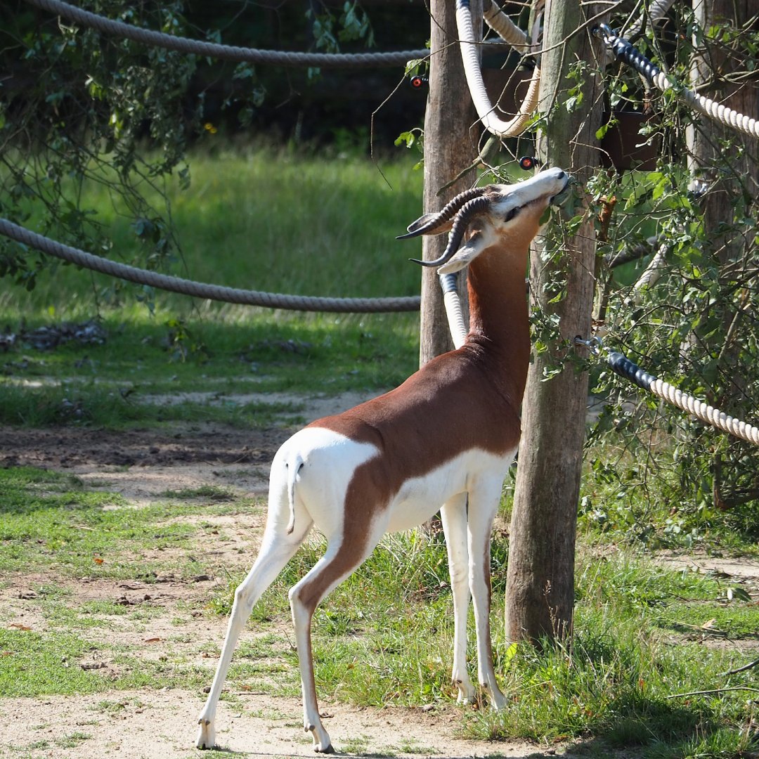 Mhorr gazelle (Nanger dama mhorr), 2023-07-26