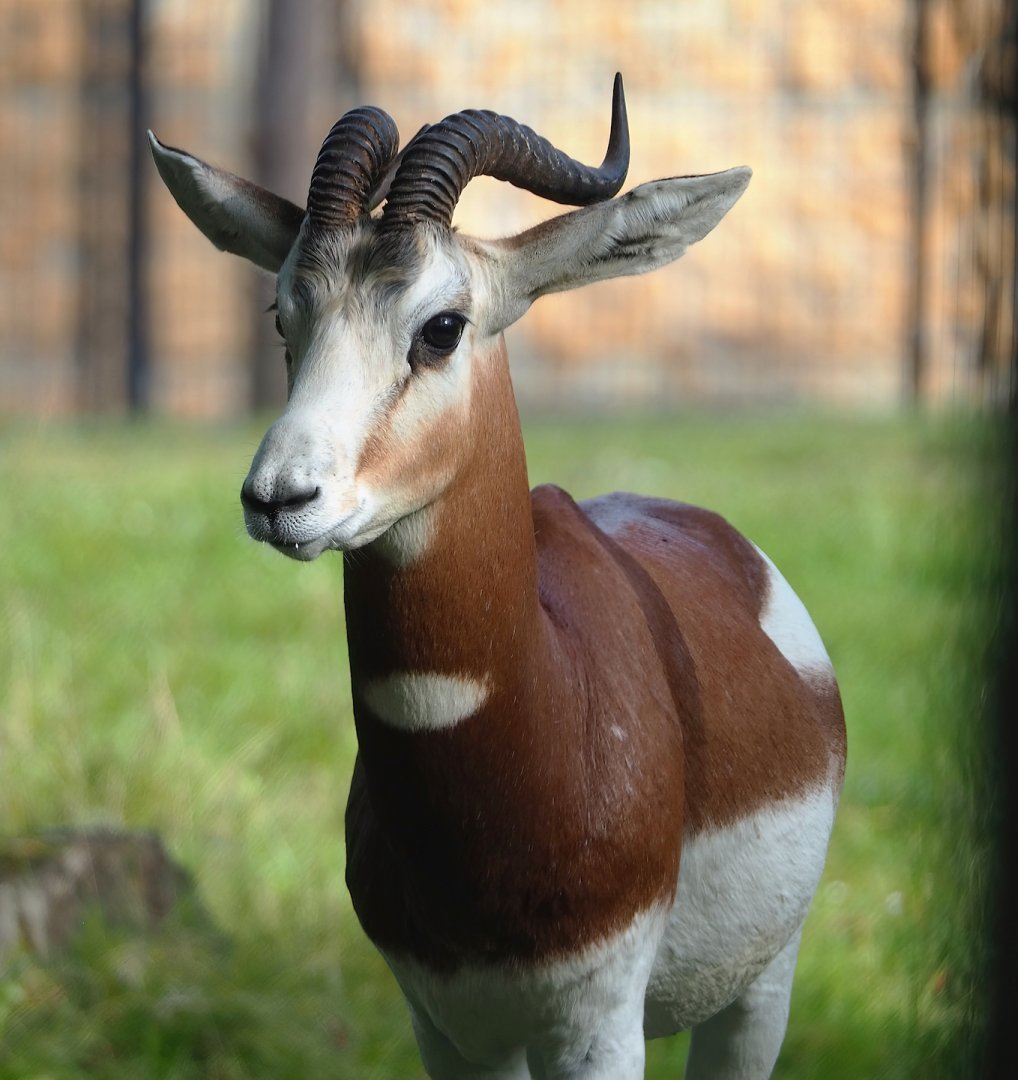 Mhorr gazelle (Nanger dama mhorr), 2023-09-19