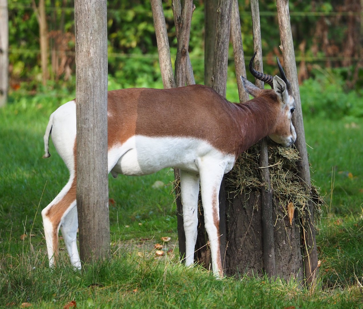 Mhorr gazelle (Nanger dama mhorr), 2023-10-04