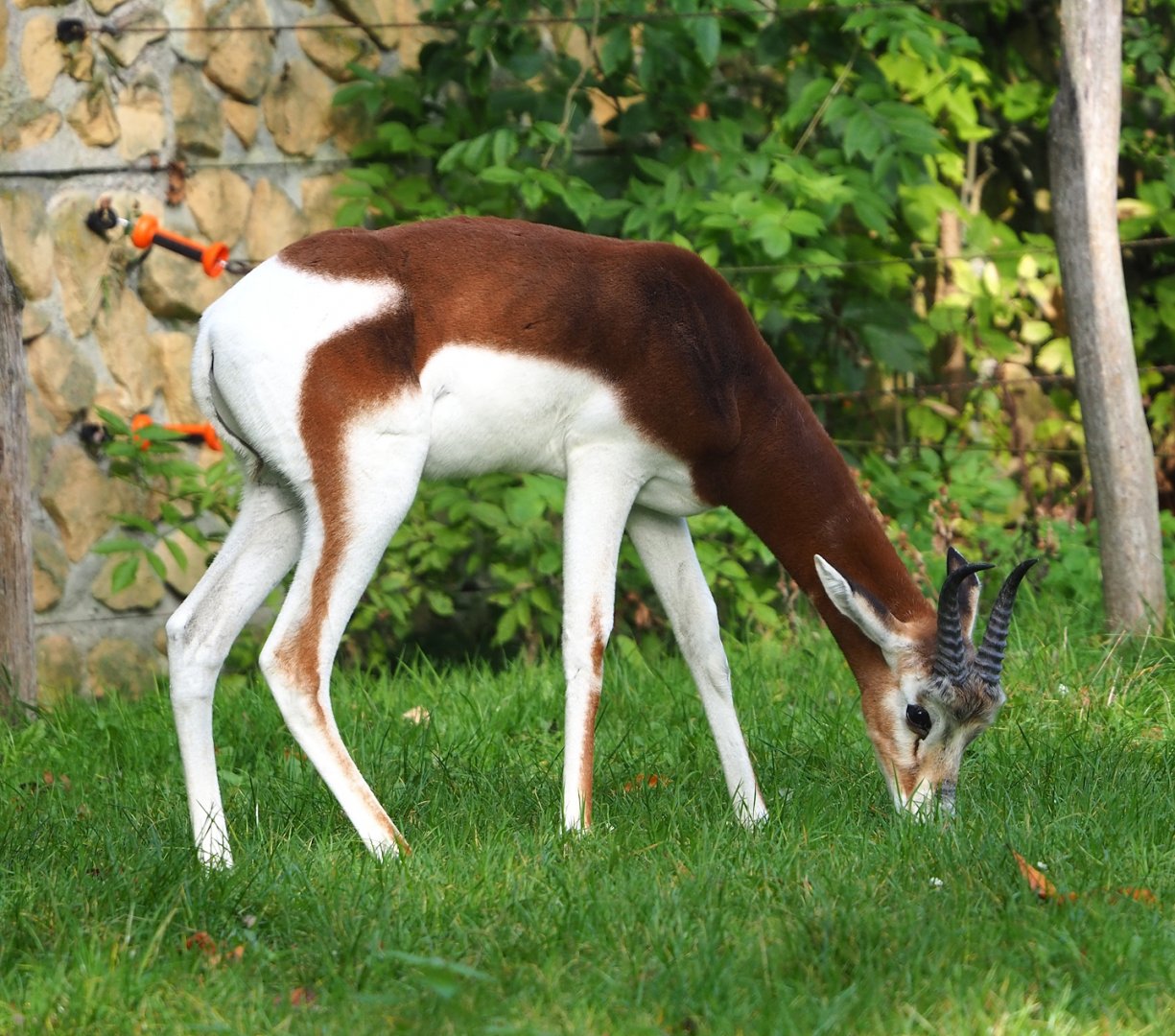 Mhorr gazelle (Nanger dama mhorr), 2023-10-04