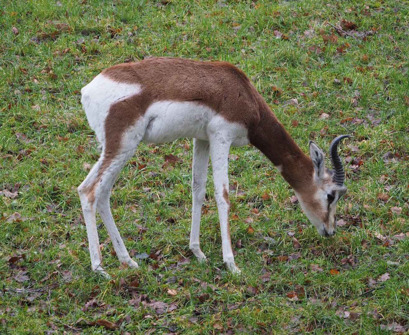 Mhorr gazelle (Nanger dama mhorr), 2024-01-01