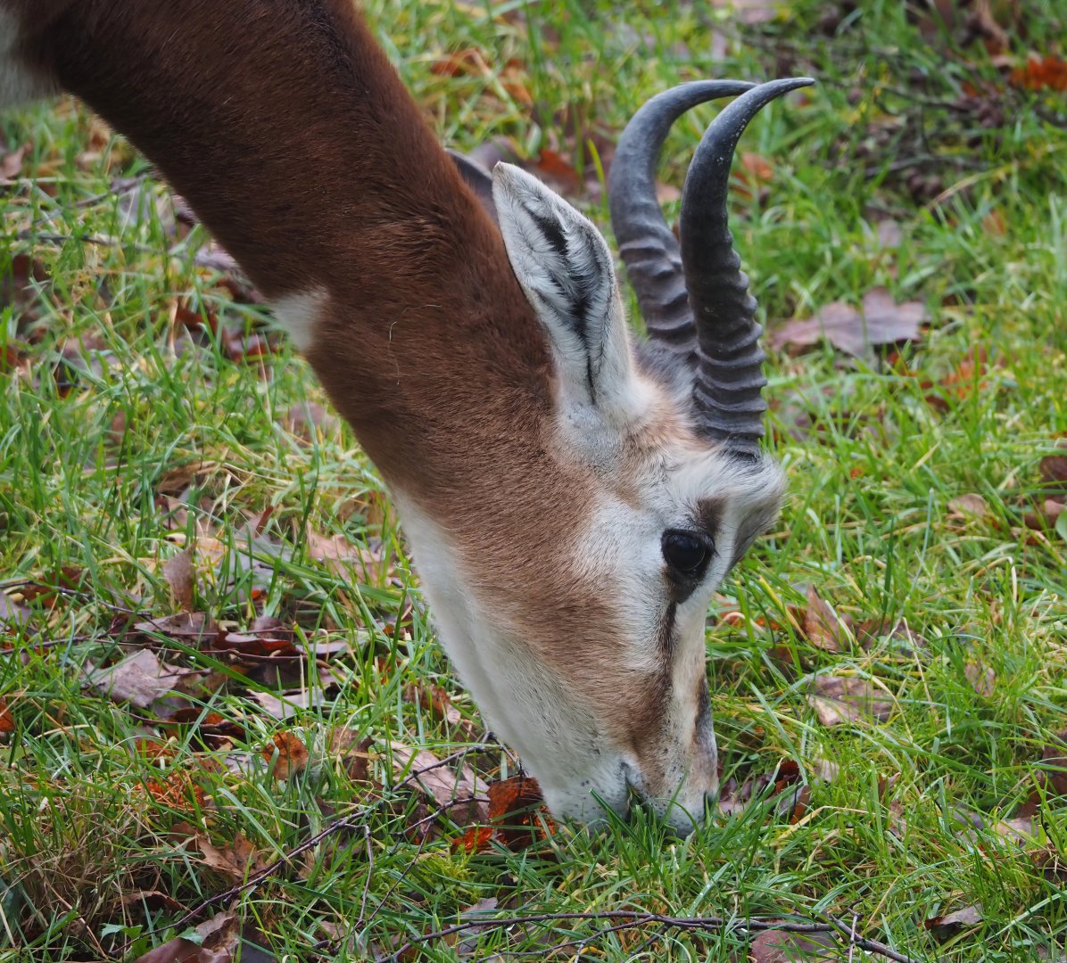 Mhorr gazelle (Nanger dama mhorr), 2024-01-01