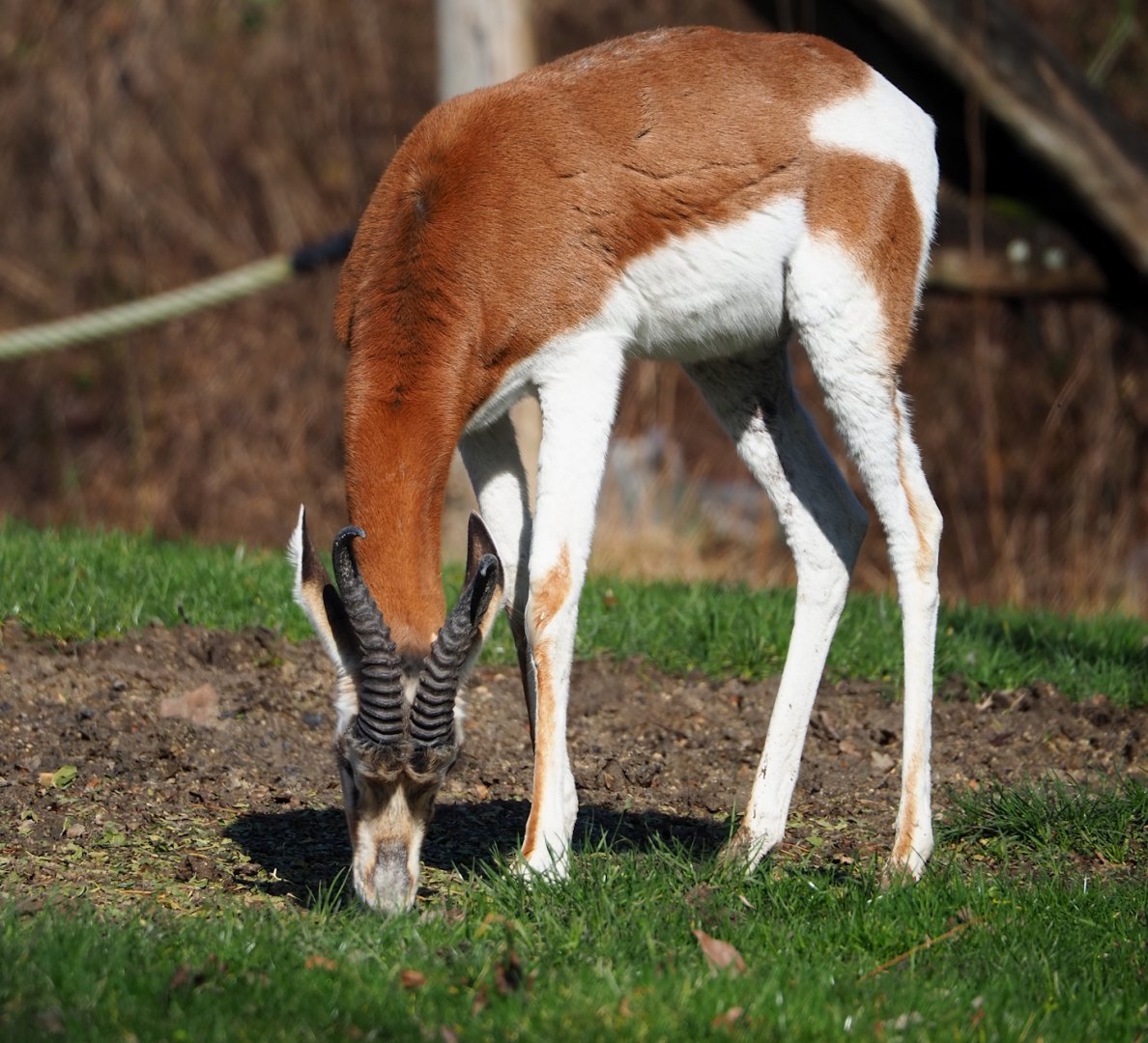 Mhorr gazelle (Nanger dama mhorr), 2024-03-04