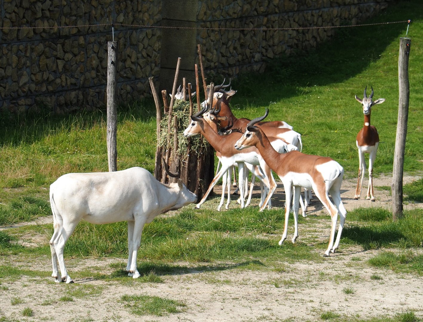 Mhorr gazelle (Nanger dama mhorr) and Addax (Addax nasomaculatus),, 2021-07-20