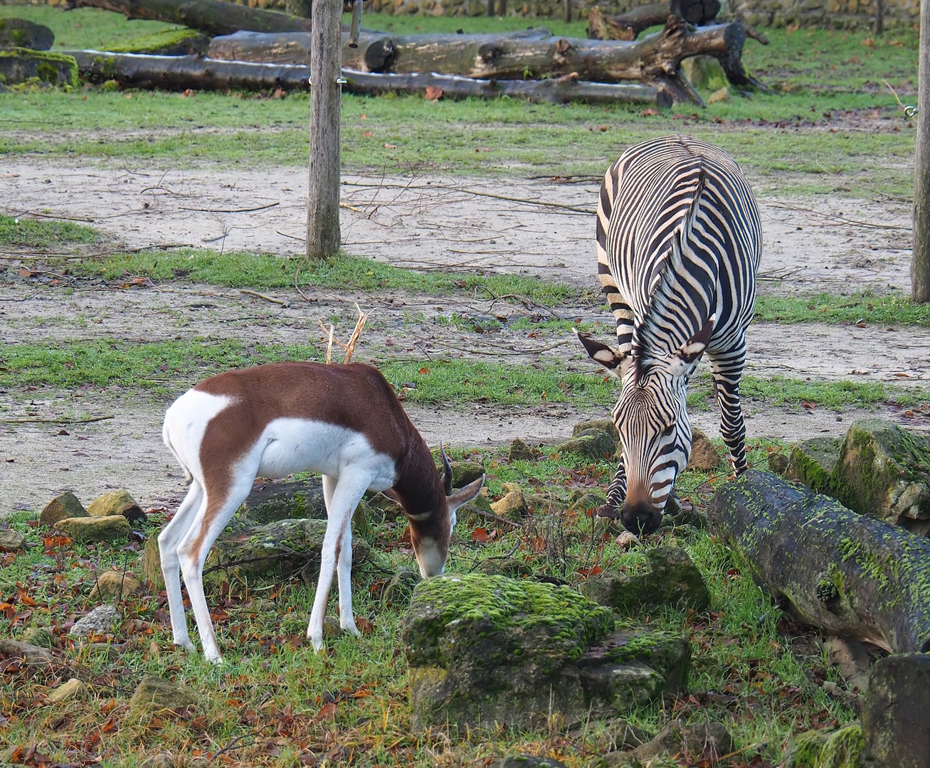 Mhorr gazelle (Nanger dama mhorr) and Hartmann's mountain zebra (Equus zebra hartmannae), 2022-12-27