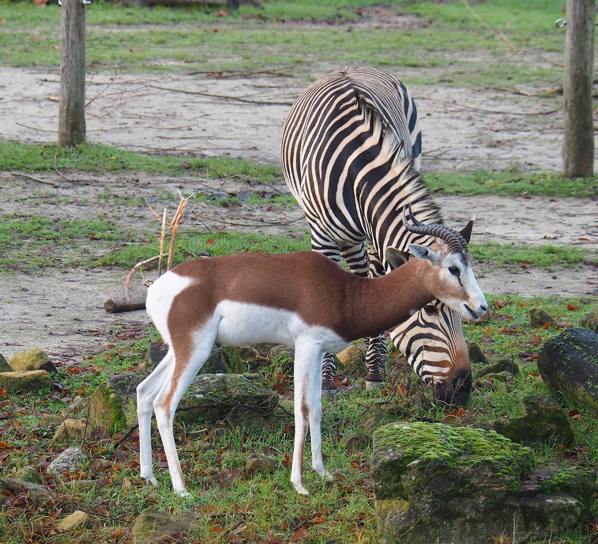 Mhorr gazelle (Nanger dama mhorr) and Hartmann's mountain zebra (Equus zebra hartmannae), 2022-12-27