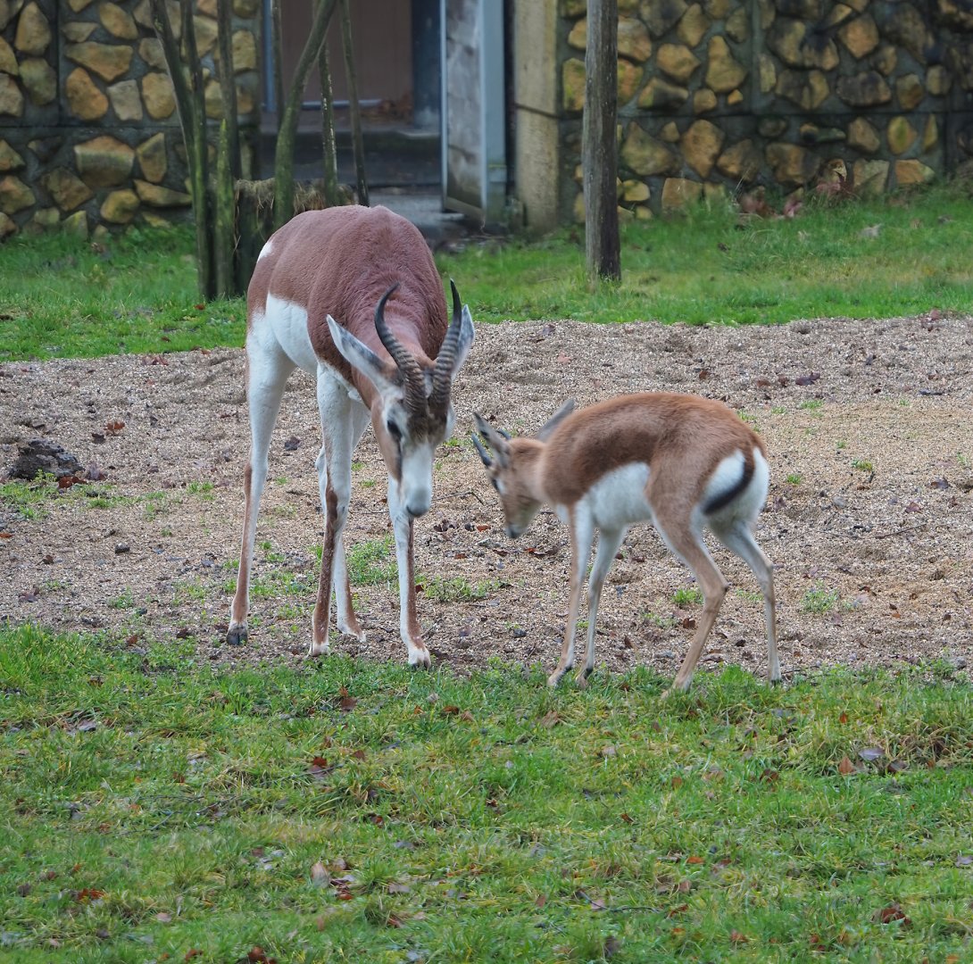 Mhorr gazelle (Nanger dama mhorr) and Saharan Dorcas gazelle (Gazella dorcas osiris), 2024-01-01